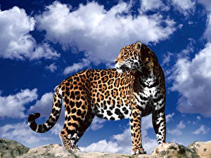 Обои Большие кошки Ягуары Животные