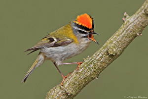 Картинки Птицы Цветной фон Животные