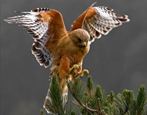 Фотография Птица Ястреб Цветной фон Животные