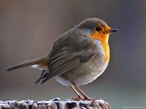 Фото Птицы Цветной фон Животные