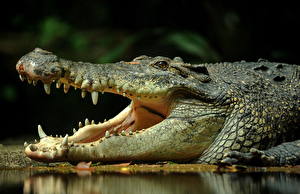 Картинка Крокодил животное