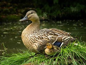 Фото Птицы Утки