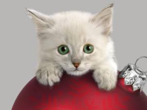 Обои Кот Цветной фон животное