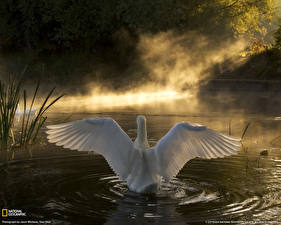 Картинки Птица Лебедь Животные