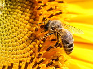 Фотография Насекомое Пчелы животное