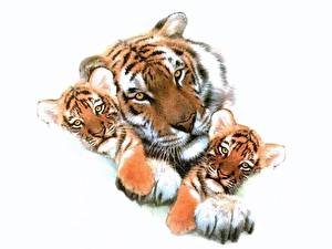 Фото Большие кошки Тигры Белый фон Животные
