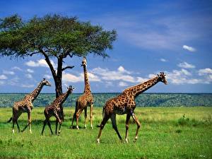Картинка Жирафы Животные