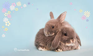 Фотографии Грызуны Кролики животное