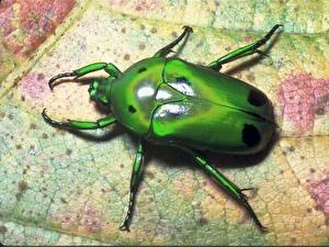 Картинки Насекомое Жуки Животные