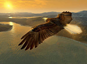 Фотографии Птицы Орлы пархающий в небе животное