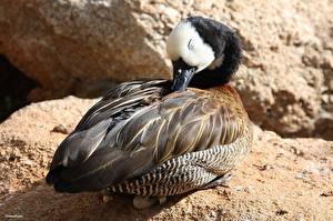 Фотография Птицы Утки