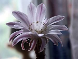 Обои Кактусы Кактус