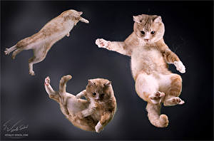 Картинка Кошки Прыжок Животные
