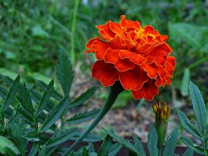 Картинки Бархатцы