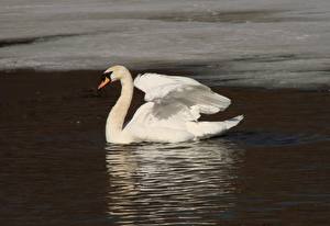Картинки Птицы Лебедь белый лебедь Животные