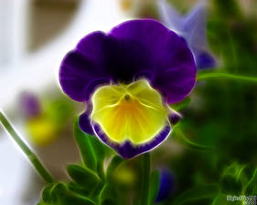 Фотография Анютины глазки Просто красиво