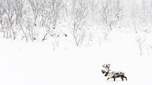 Фотография Олени животное