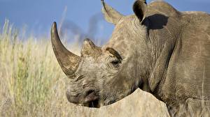 Картинка Носороги Животные