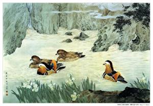 Картинка Птица Утка