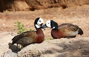 Обои Птицы Утка