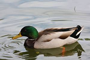 Картинки Птицы Утки Животные