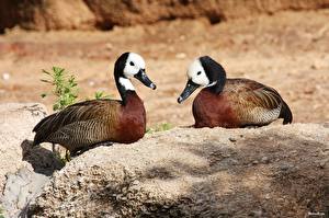 Картинка Птица Утка животное