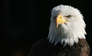 Фотография Птица Орел Черный фон Животные