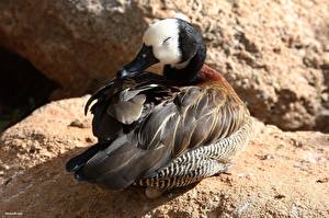 Фотографии Птица Утки