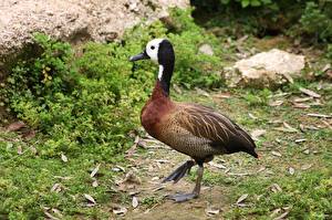 Картинки Птица Утки