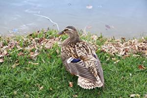 Обои Птица Утка Животные