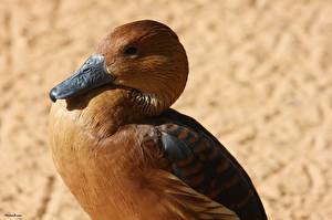 Фотография Птица Утки