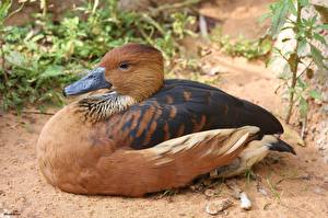 Фото Птица Утки