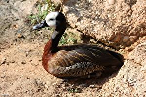 Фото Птицы Утка