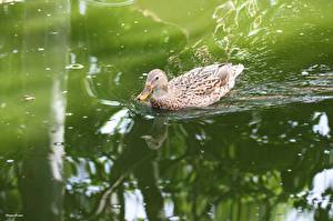 Обои Птица Утки животное