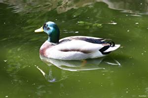 Фотография Птица Утка