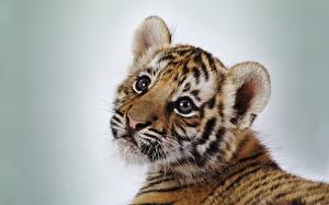Картинки Большие кошки Тигр Детеныши Цветной фон Животные