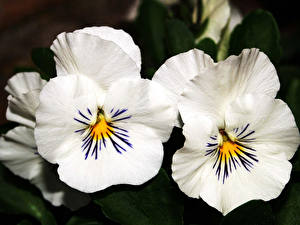 Картинка Анютины глазки