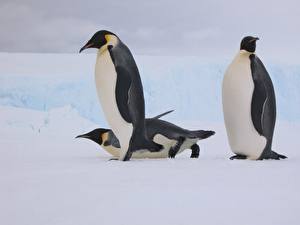 Фотографии Пингвины животное
