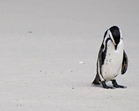 Фото Пингвины Белом фоне Животные