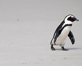 Обои Пингвины Белым фоном Обещал вернуться ;-) животное