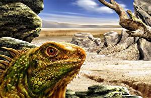 Картинка Рептилии животное