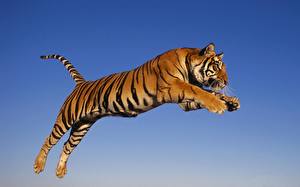 Картинки Большие кошки Тигр Цветной фон животное