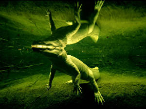 Фотография Крокодилы Животные