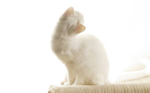 Фотография Кошка Белом фоне Животные