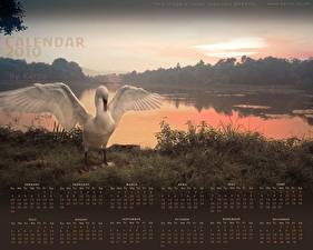 Картинка Птицы Лебеди Животные