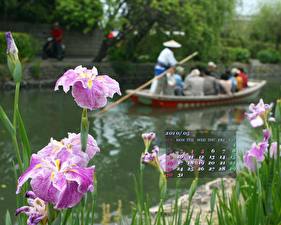 Фотография Ирисы цветок