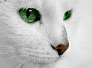 Фото Кошка Белом фоне животное