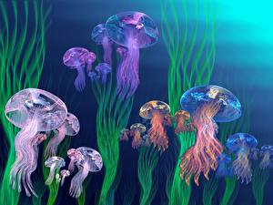 Фотография Подводный мир Медузы Животные