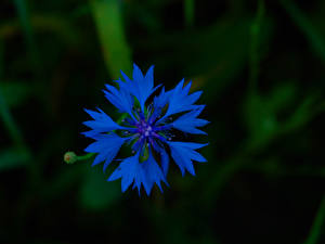 Картинка Васильки Цветы