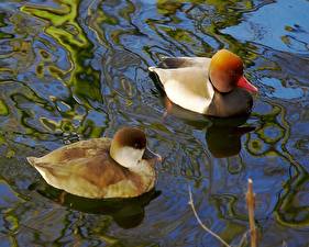 Картинки Птица Утки